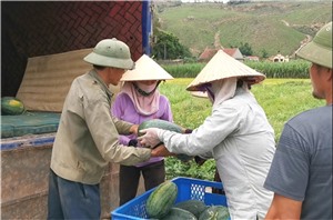 Mô hình trồng dưa hấu đem lại hiệu quả cao tại xã Sơn Dương