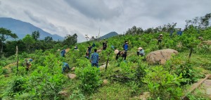 Xã Sơn Dương trồng cây gỗ lớn theo Nghị quyết 337 của tỉnh Quảng Ninh